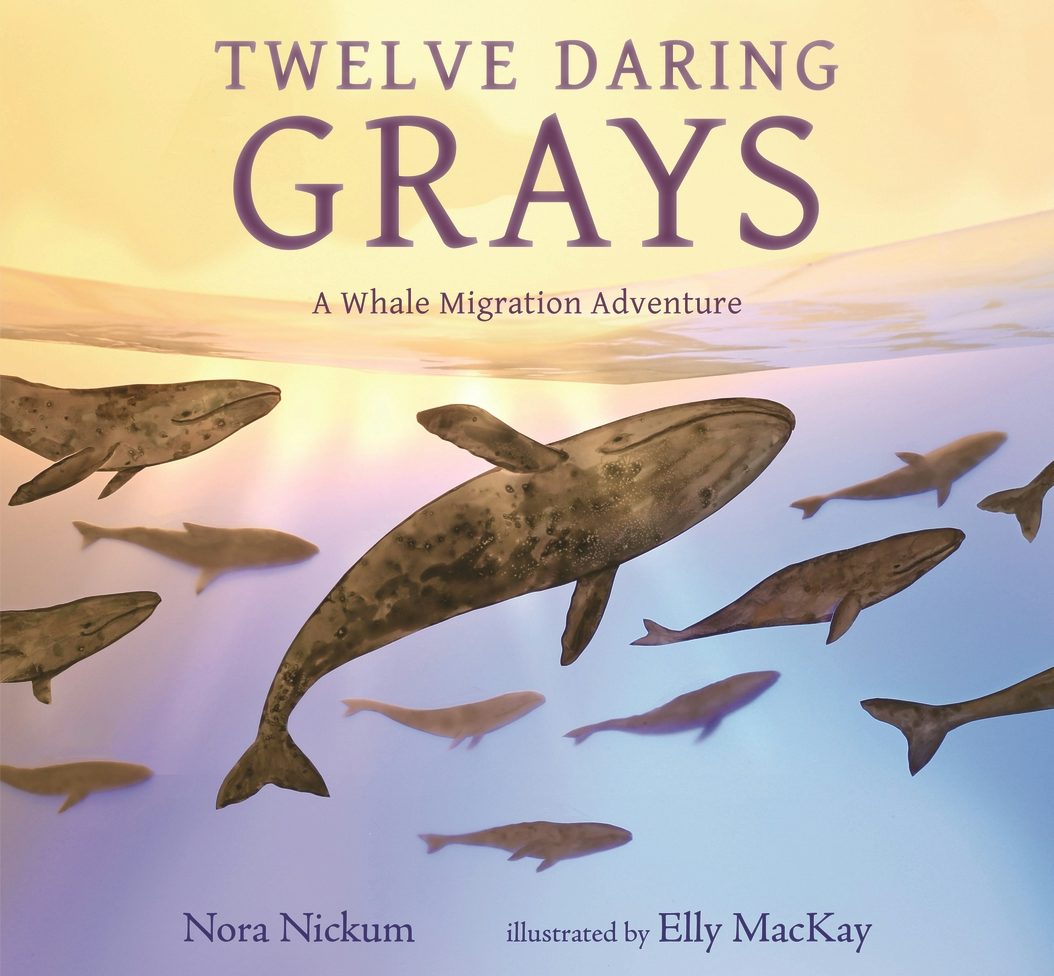 Twelve Daring Grays: A Whale Migration Adventure - Candlewick Press