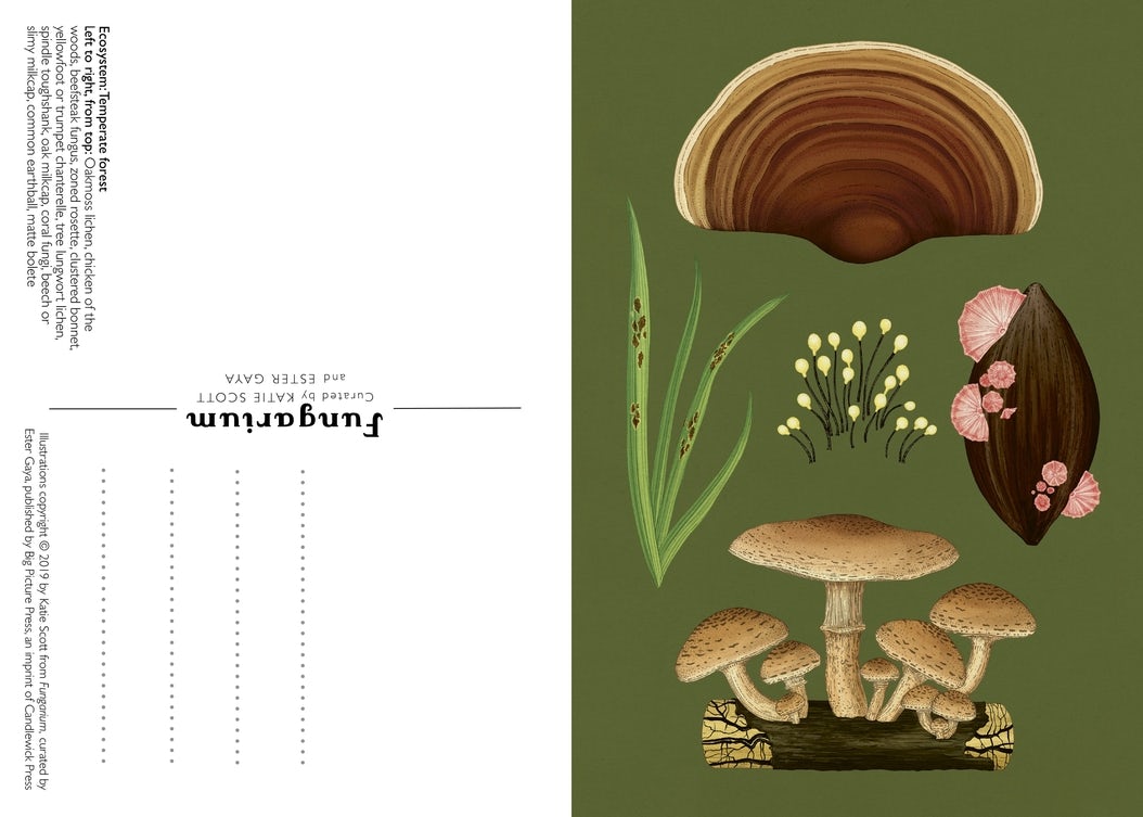 Fungarium Postcard Box Set - Candlewick Press